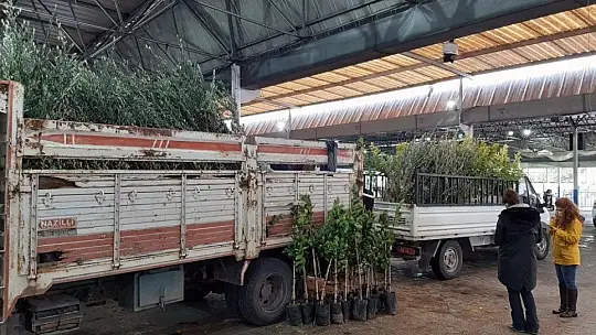 Bodrumlu üreticilere fidan dağıtımı