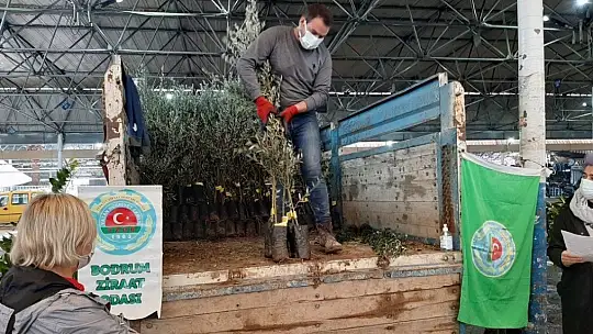Bodrumlu üreticilere fidan dağıtımı