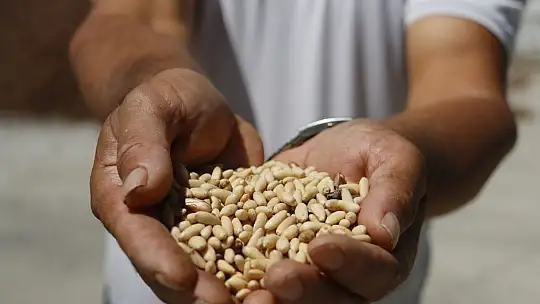 Bu çam ormanlarına yıllardır yangın girmiyor