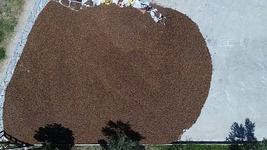 Bu çam ormanlarına yıllardır yangın girmiyor