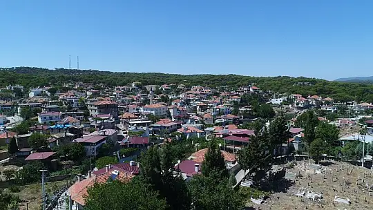 Bu çam ormanlarına yıllardır yangın girmiyor