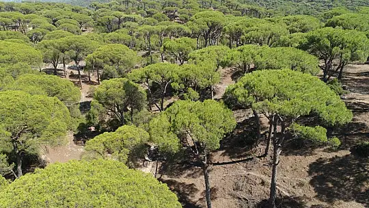 Bu çam ormanlarına yıllardır yangın girmiyor