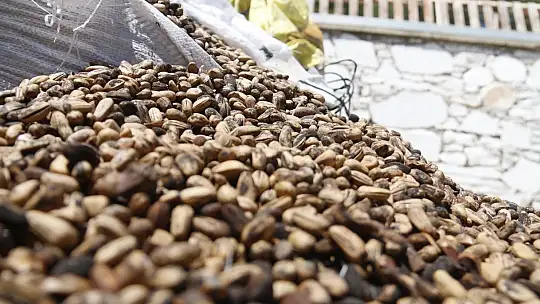 Bu çam ormanlarına yıllardır yangın girmiyor