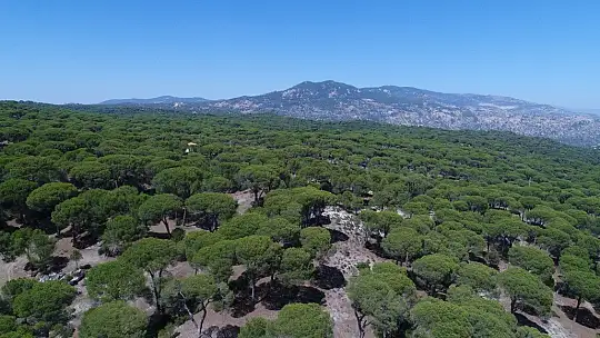 Bu çam ormanlarına yıllardır yangın girmiyor