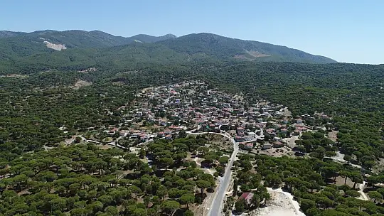 Bu çam ormanlarına yıllardır yangın girmiyor