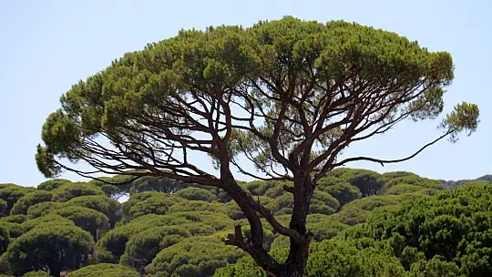 Bu çam ormanlarına yıllardır yangın girmiyor