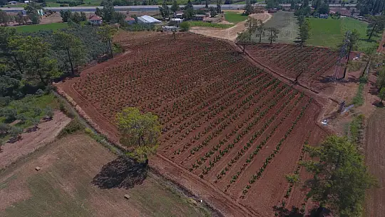 Büyükşehir Muğla'da 228 Bin 400 Ağacı Toprakla Buluşturdu