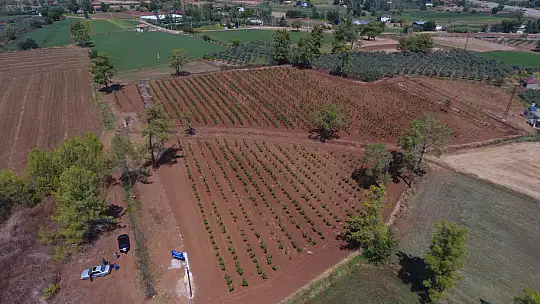 Büyükşehir Muğla'da 228 Bin 400 Ağacı Toprakla Buluşturdu