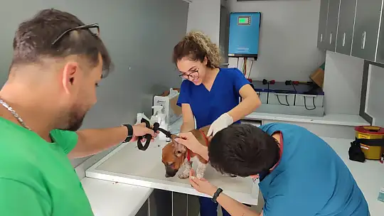 62 Bin 63 Evcil Hayvana Mikroçip Takıldı