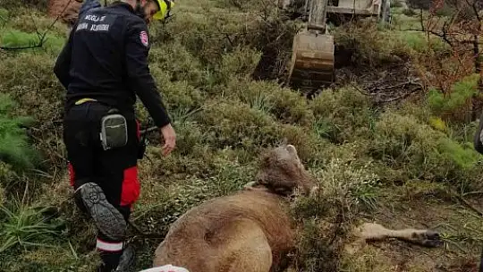 Buzağı 3 gün sonra kurtarıldı