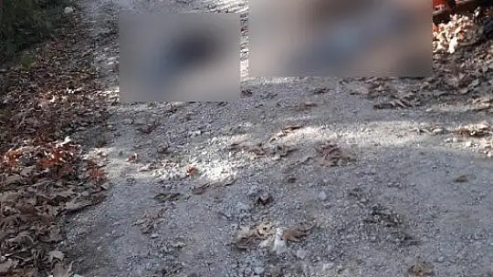 Traktör canlarını aldı