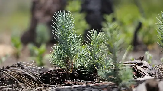 Ormanlık alanlar yeniden yeşeriyor