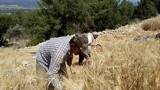 Buğday hasadını geleneksel yöntemlerle yapıyorlar