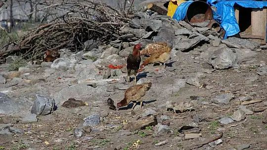 Çadırlarda geçen yaşam