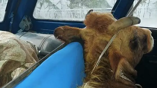 Çaldığı ineği otomobilin arka koltuğuna gizledi