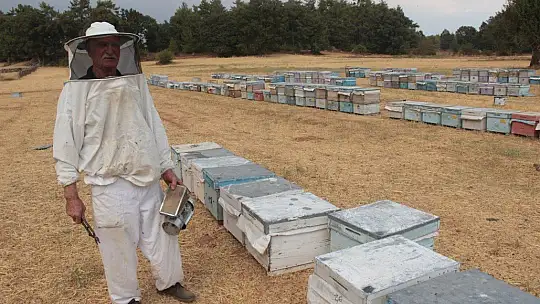 Çam balı üretimi yağmura kaldı