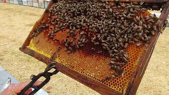 Çam balı üretimi yağmura kaldı