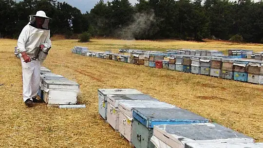 Çam balı üretimi yağmura kaldı