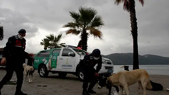 Can dostlar Jandarmaya emanet