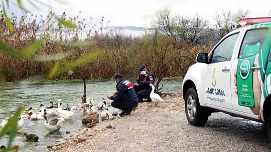 Can dostlar Jandarmaya emanet