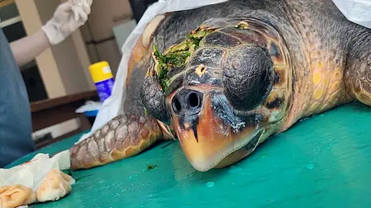 Çanakkale'de yaralı bulunan Caretta tedaviye alındı