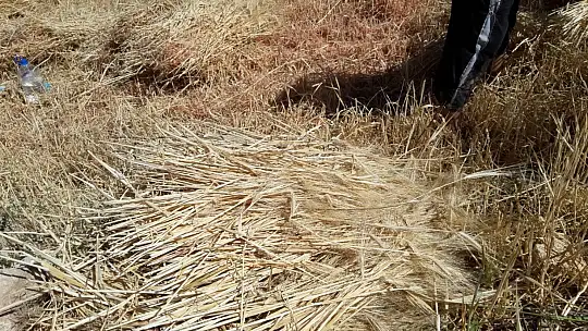 Buğday hasadını geleneksel yöntemlerle yapıyorlar