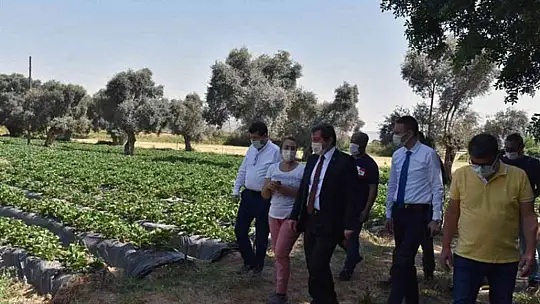 Çilek, kırsal ailelerin geçim kaynağı oldu