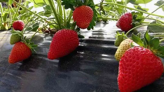 Çilek, kırsal ailelerin geçim kaynağı oldu