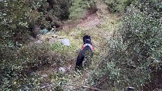 Cinayet zanlısı ormanlık alanda ölmek üzereyken yakalandı