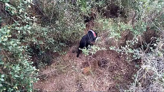 Cinayet zanlısı ormanlık alanda ölmek üzereyken yakalandı