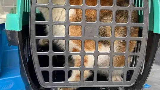 Çöp toplarken konteynırda yavru kedilerle karşılaştı