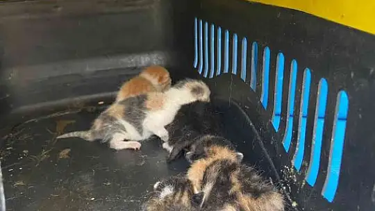 Çöp toplarken konteynırda yavru kedilerle karşılaştı