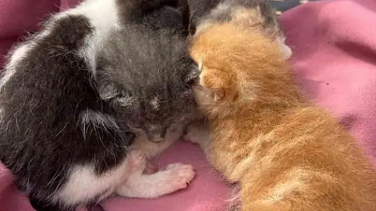 Çöp toplarken konteynırda yavru kedilerle karşılaştı