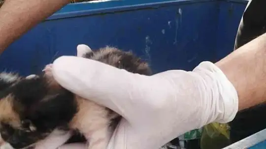 Çöp toplarken konteynırda yavru kedilerle karşılaştı