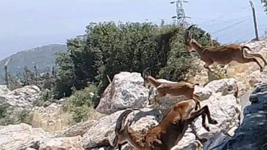 Dağ keçileri sürekli izleniyor