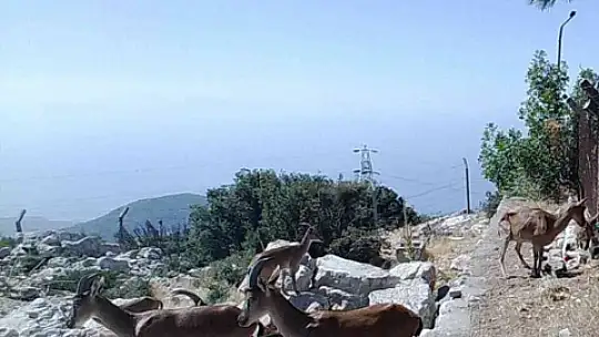 Dağ keçileri sürekli izleniyor