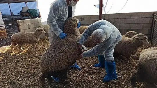 Dalaman'da bir çiftlik karantinaya alındı
