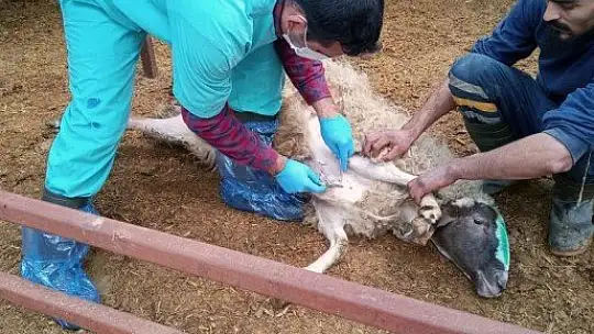 Dalaman'da bir çiftlik karantinaya alındı