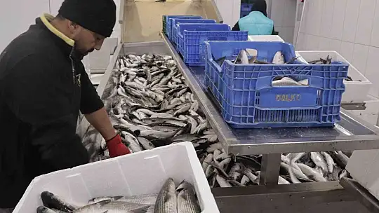 Dalyan kefali kilosu 20 liradan satılıyor