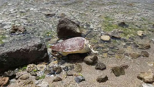 Datça'da caretta caretta kıyıya vurdu