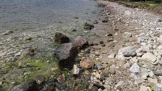 Datça'da caretta caretta kıyıya vurdu