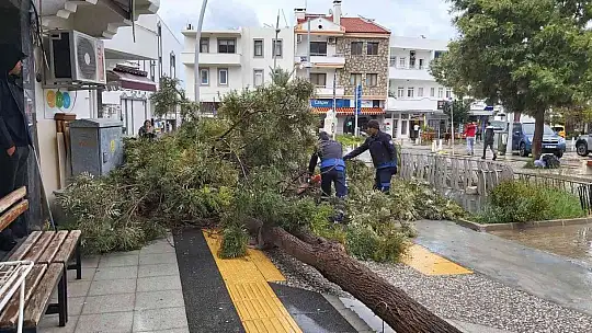 Datça'da çeyrek asırlık ağaç rüzgarın etkisi ile devrildi
