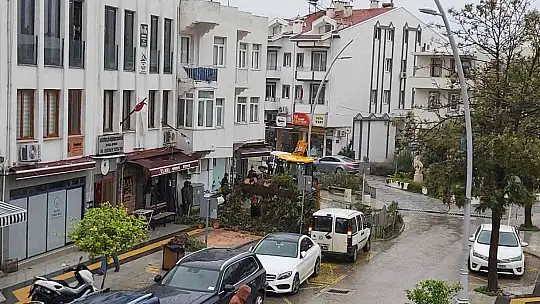 Datça'da çeyrek asırlık ağaç rüzgarın etkisi ile devrildi