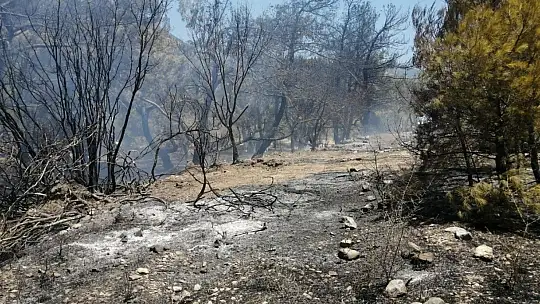 Datça'da çıkan yangında 10 dönüm zirai alan zarar gördü