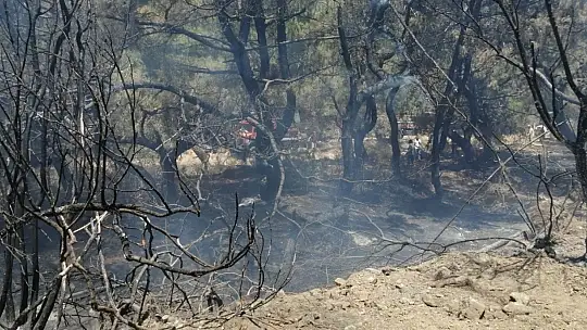 Datça'da çıkan yangında 10 dönüm zirai alan zarar gördü