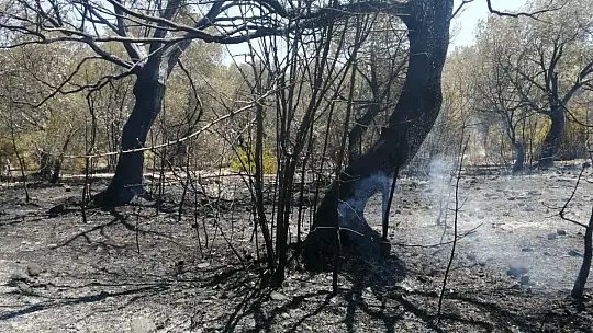 Datça'da çıkan yangında 10 dönüm zirai alan zarar gördü