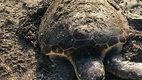 Datça'da deniz kaplumbağası ölü olarak bulundu