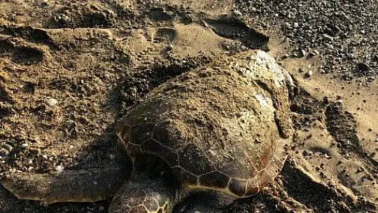 Datça'da deniz kaplumbağası ölü olarak bulundu