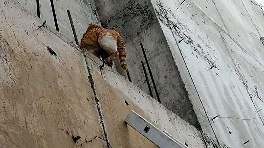 Demire saplanan kediyi kurtarmak için seferber oldular