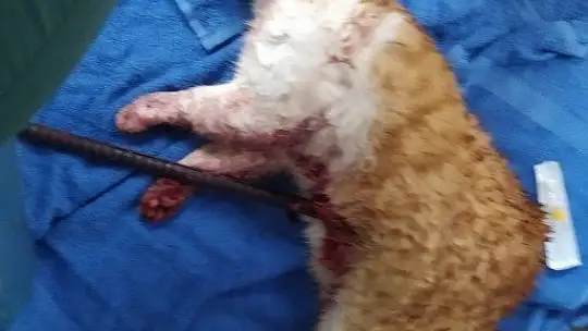 Demire saplanan kediyi kurtarmak için seferber oldular